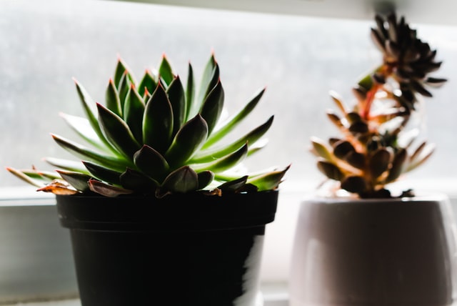 plantas para tu hogar